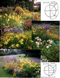 By choosing the proper location, getting the soil. Daylilies Planting Dividing And Maintenance Fred Gonsowski Garden Home