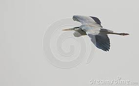 Tall Grey Bird With Black And White Head Grey Heron Bird Flying In The Sky With Full Energy Beautiful Light Background Grey Heron Bird Lights Background