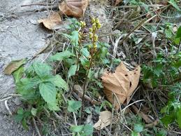 Image result for Gastrodia rwandensis