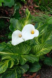 Image result for Zantedeschia