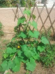 Concombre Un Legume Frais Et Productif Pour Les Salades De L Ete Jardin Potager Idees Jardin Jardins