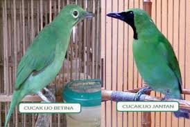 We did not find results for: Inilah Burung Cucak Ijo Mini Ciri Fisik Jenis Kelamin