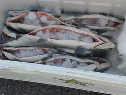 When You Go Fishing It Is Important To Keep The Fish Fresh So One Can Consume Them Know How Http Www Bishfish Co Nz Articles General Icecold Fish Fresh Eat