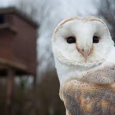 The #1 free pet classifieds site to buy, sell and rehome birds of prey and other birds near me. Barn Owl Box Tips Encourage Owls To Nest