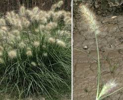 Image result for Cenchrus riparius