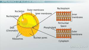 The outer membrane of the nuclear envelope fuses with the inner membrane to form pores. Nuclear Membrane Definition Functions Video Lesson Transcript Study Com