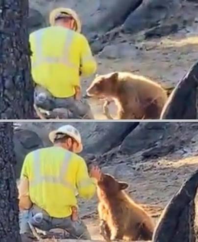 Man Loses Job for Feeding Starving Bear. Deep in the Great Bear Rainforest  of British Columbia, a newly hired logger was tasked with scouting ahead  for his team. His specialty was wildlife,