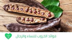 فوائد الخروب للنساء والرجال تعرف عليها hot dog buns dog bun food