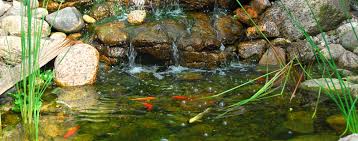 Most water gardeners are aware of the importance that good quality water plays in a pond habitat. Keeping Your Pond Clean Hartz