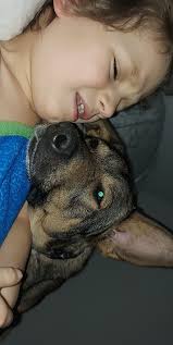 Is it okay to get a puppy as a Christmas surprise?