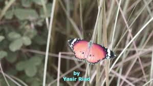 Http Www Dailymotion Com Video X170cqp 2017 03 15t18 17 57 01 00 Weekly Http Www Dailymotion Com Swf Video X170cqp Autoplay 1 Http Www Dailymotion Com Crawler Video X170cqp Http S1 Dmcdn Net C1nxq X240 2o Jpg Holocausto 4 Ghettos
