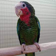 Кубинский попугай