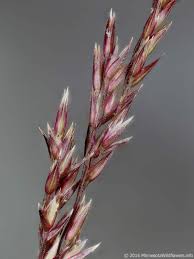 Image result for Agrostis