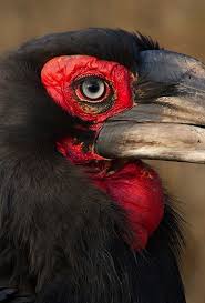 Top 10 Best Birdwatching Spots Around The World Top Inspired Pet Birds Bird Watching Beautiful Birds