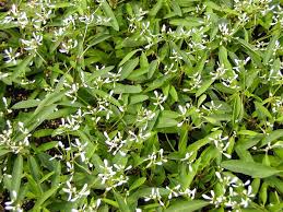 Image result for Euphorbia hypericifolia