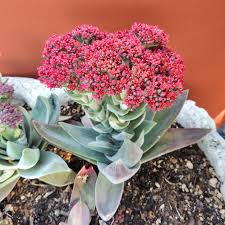 Image result for Crassula alba