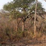 Image result for Maranthes floribunda