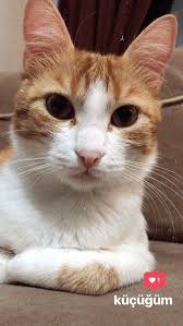 Story Kedi Hayvan Fotografcilik
