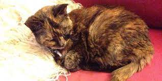 Increasingly, veterinarians are testing the site of infection (ears, urine, skin, airways, wounds, etc.) to see what kinds of bacteria are affecting the area and which antibiotics will kill them best. My Cat Just Died And It Hurts Like Hell Huffpost Uk Life