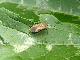 The best way to find out is to experiment in your own garden, and you really can't go wrong. Squash Bugs How To Identify And Get Rid Of Squash Bugs The Old Farmer S Almanac