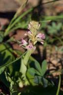 Image result for Satyrium kitimboense