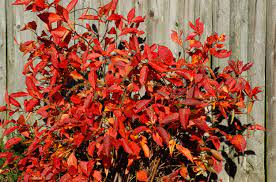 Flowering shrubs are indispensable to well designed landscapes. Virginia Sweetspire Care And Growing Guide
