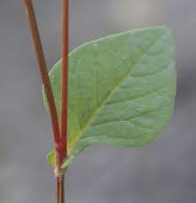 Image result for Persicaria nepalensis