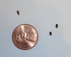 They can live in cracks and crevices in wood or wall, within beddings, pillow buttons, behind a baseboard, and more. Tiny Black Bugs In The Kitchen Thriftyfun