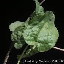 Image result for Ceropegia papillata
