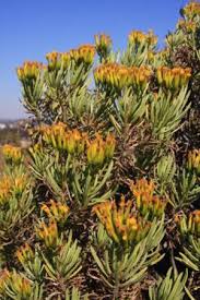 Image result for Senecio letouzeyanus