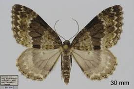 Image result for Entephria caesiata