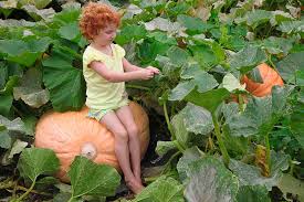 Find over 100+ of the best free pumpkin farm images. How To Grow Giant Pumpkins Gardener S Path