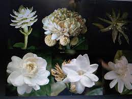 Check spelling or type a new query. Fuziah Sulaiman Blog Jom Kenali Flora Bunga Melati Bunga Melur Jasminum Sambac Di Laman Woma