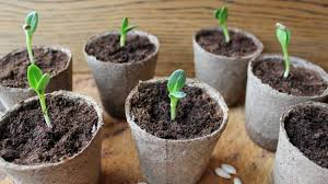 We did not find results for: Best 20 Indoor Office Plants Small Business Trends