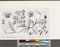 Image result for Tetracera alnifolia