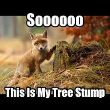 I Can Has Cheezburger Foxes Page 7 Funny Animals Online Cheezburger