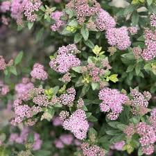Image result for Spiraea x bumalda ´Crispa