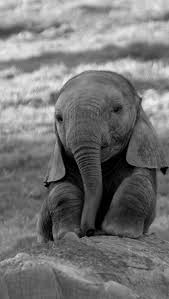 Résultat de recherche d'images pour "image de bebe elephant"