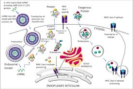 Assuming that mrna vaccines will be proven clinically efficacious and safe, one of the central advantages hinges on rapidity of manufacture. Developmental Status Of The Potential Vaccines For The Mitigation Of The Covid 19 Pandemic And A Focus On The Effectiveness Of The Pfizer Biontech And Moderna Mrna Vaccines Springerlink