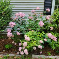 Image result for Hydrangea