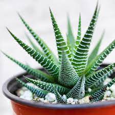 We did not find results for: What Is A Zebra Plant Haworthia Fasciata Succulent City