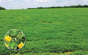 Grab these organic and roasted peanut seed price from alibaba.com to meet your health requirements. Perennial Peanut Provides Opportunities And Challenges Hay And Forage Magazine