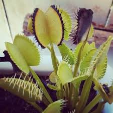 Help My Venus Fly Trap Is Turning Black Causes Solutions Venus Fly Trap Fly Traps Venus Fly Trap Care