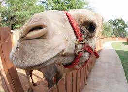 Camel eats cabbage in the republic of altai, russia, there is a private zoo of rare animals shaggy farm. 25 Amazing Adventures For Kids Official Georgia Tourism Travel Website Explore Georgia Org
