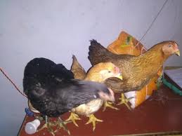 Nattu Kozhi Kunji, 160eggs at ₹ 35piece in Kanchipuram | ID: 24008342788