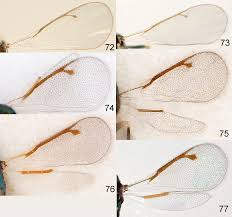 Review of the European species of Diglyphus Walker (Hymenoptera:  Eulophidae) including the description of a new species