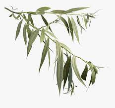 Weeping Willow Branch , Png Download - Willow Tree, Transparent Png ,  Transparent Png Image - PNGitem