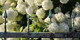 Maybe you would like to learn more about one of these? 23 Beautiful Flowering Shrubs Best Flowering Bushes For Gardens
