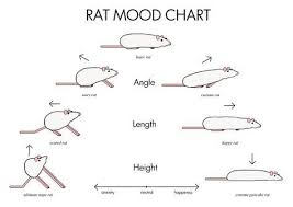 Rat Mood Chart Rats Pet Mice Rats Cute Rats