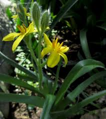 Image result for Hypoxis hemerocallidea